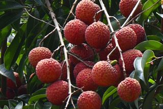 沙頭遲熟荔枝是哪兒的特產(chǎn)嗎？沙頭遲熟荔枝介紹