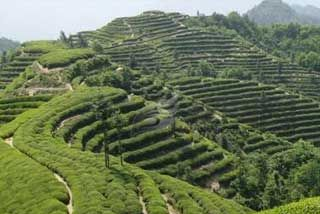 平昌富硒茶是哪儿的特产吗？平昌富硒茶介绍