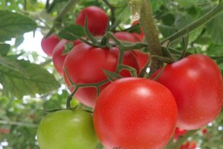 襄陵西红柿是哪儿的特产吗？襄陵西红柿介绍