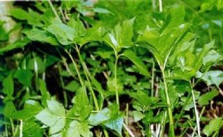 黑里河山野菜是哪儿的特产吗？黑里河山野菜介绍