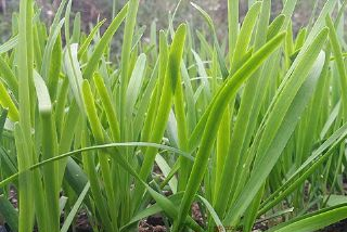 感王韭菜是哪兒的特產(chǎn)嗎？感王韭菜介紹