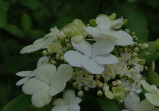 昆山琼花是哪儿的特产吗？昆山琼花介绍