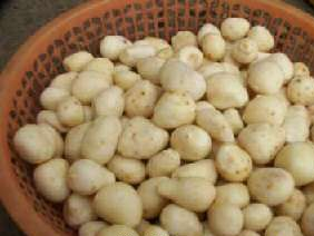 香荷芋是哪儿的特产吗？香荷芋介绍