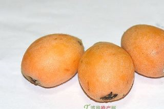 常太枇杷是哪儿的特产吗？常太枇杷介绍